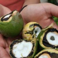 Chambira palm fruit (Astrocaryum chambira).